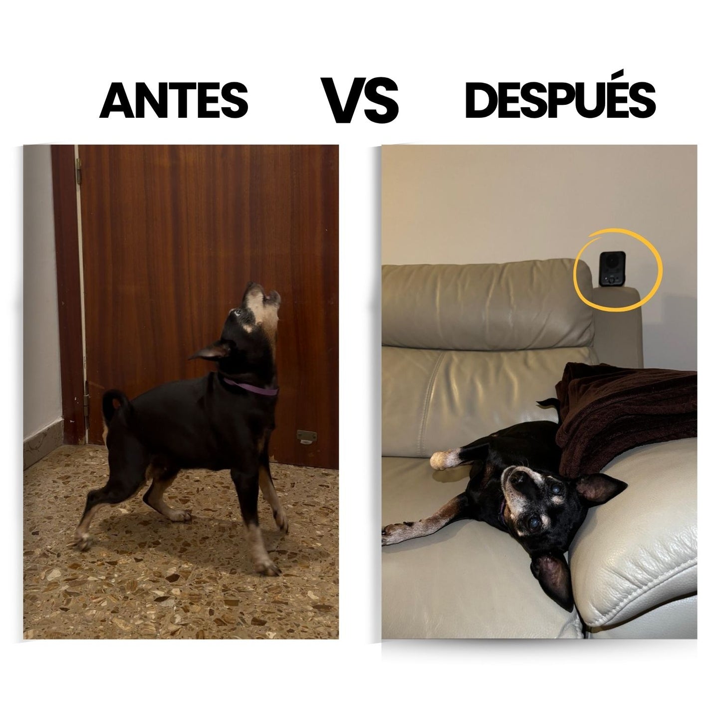 Dispositivo Antiladridos para perros